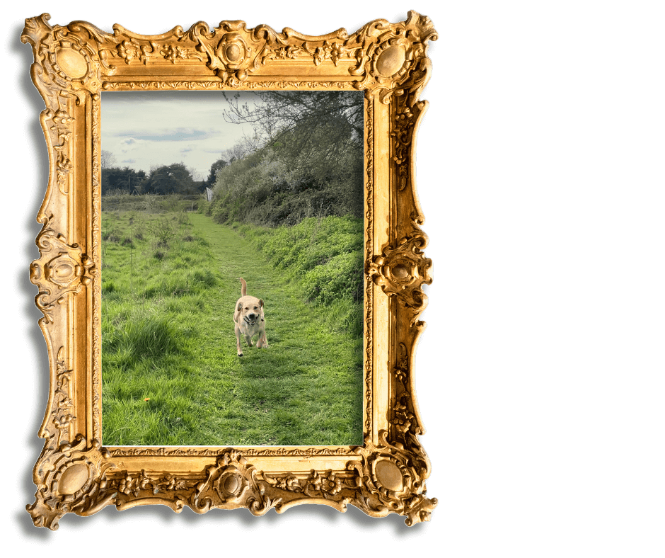 Dog-Friendly Holidays in Suffolk