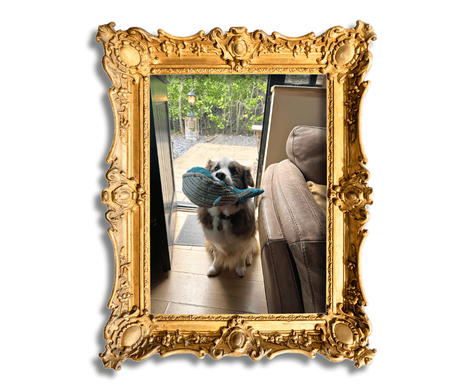 Dog-Friendly Holidays in Suffolk