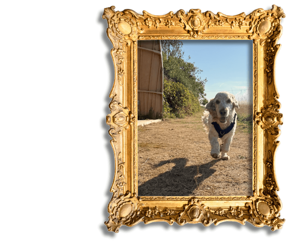 Dog-Friendly Holidays in Suffolk