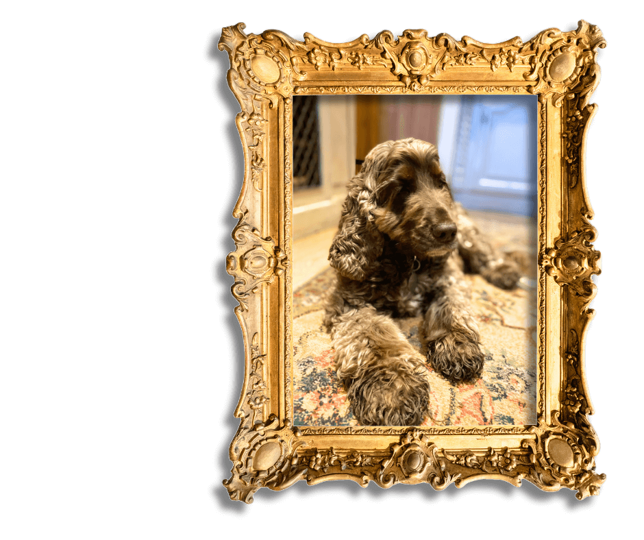 Dog-Friendly Holidays in Suffolk 