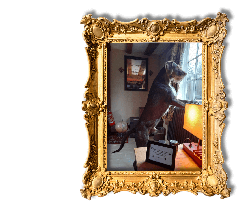 Dog-Friendly Holidays in Suffolk