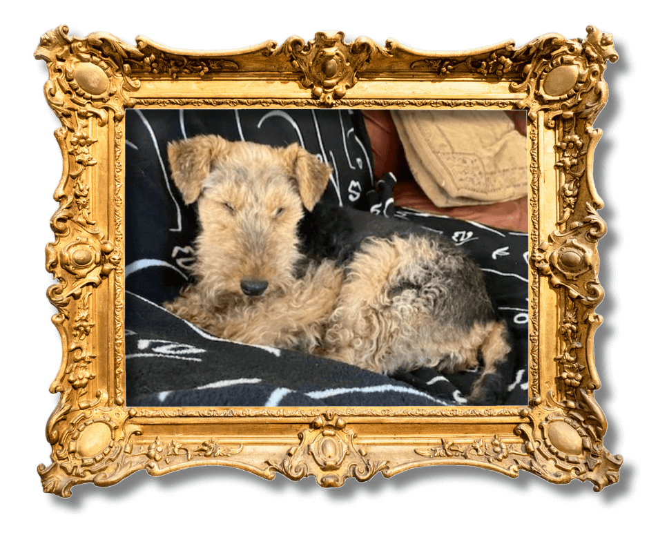 Dog-Friendly Holidays in Suffolk