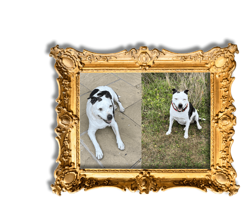 Dog-Friendly Holidays in Suffolk