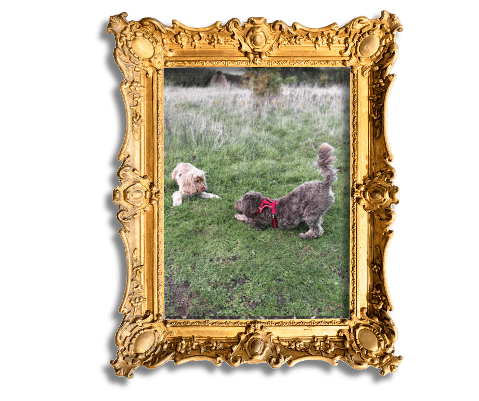 Dog-Friendly Holidays in Suffolk