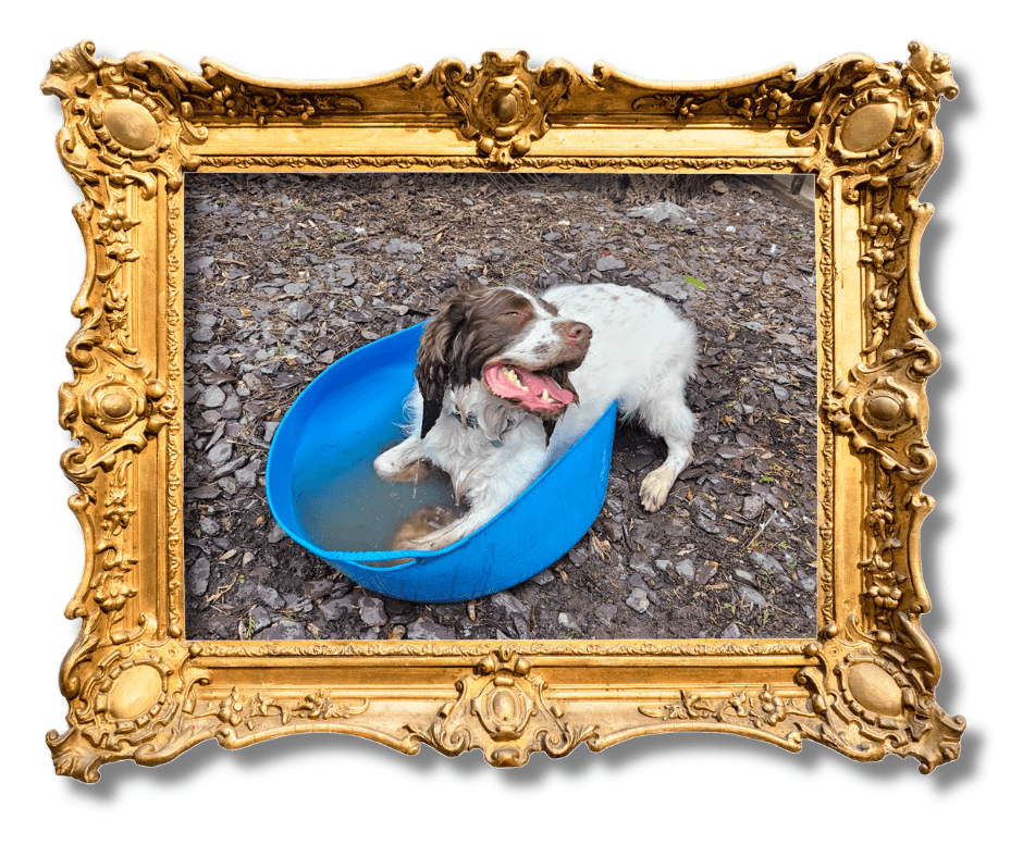 Dog-Friendly Holidays in Suffolk