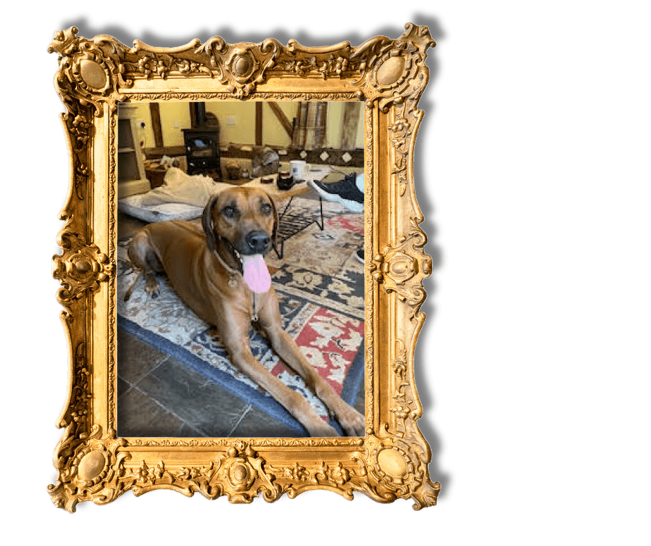 Dog-Friendly Holidays in Suffolk