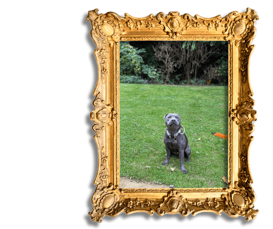 Dog-Friendly Holidays in Suffolk