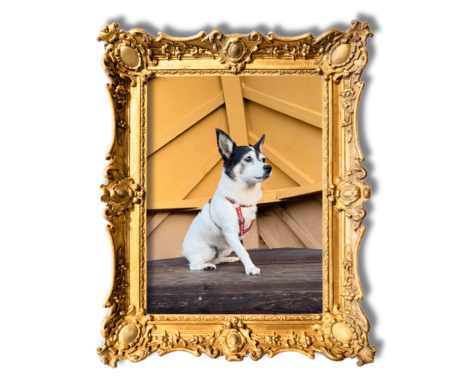 Dog-Friendly Holidays in Suffolk