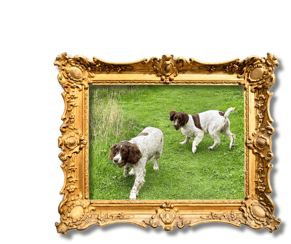 Dog-Friendly Holidays in Suffolk