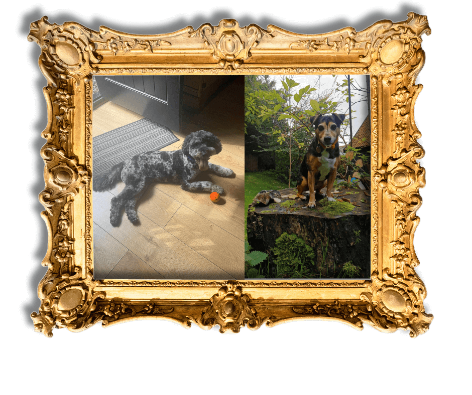 Dog-Friendly Holidays in Suffolk