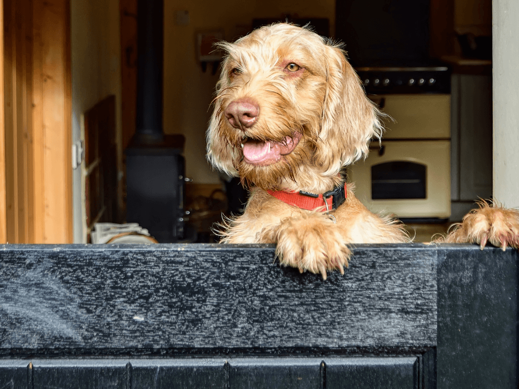 Dog friendly holidays in Suffolk