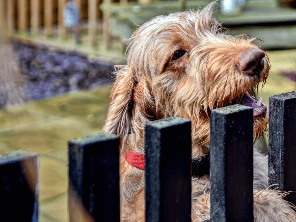 Trigger Stacking in Dogs