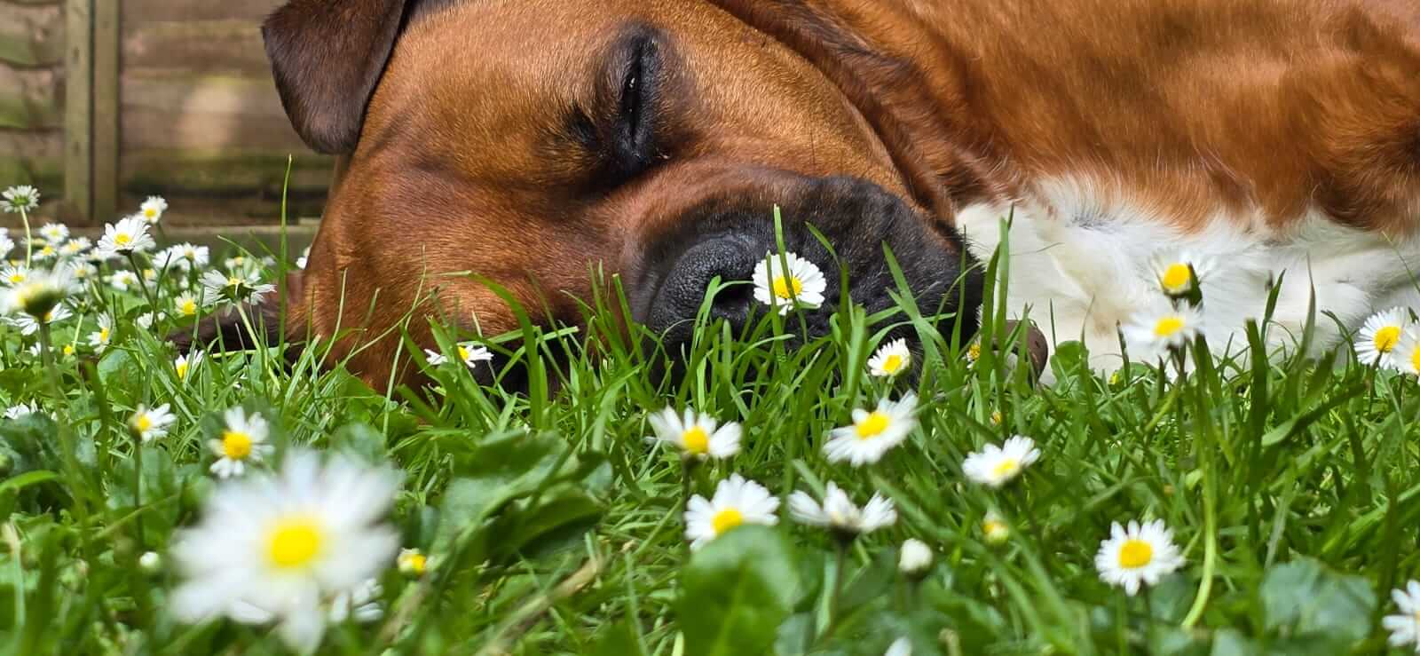 Apollo Dog Friendly Suffolk