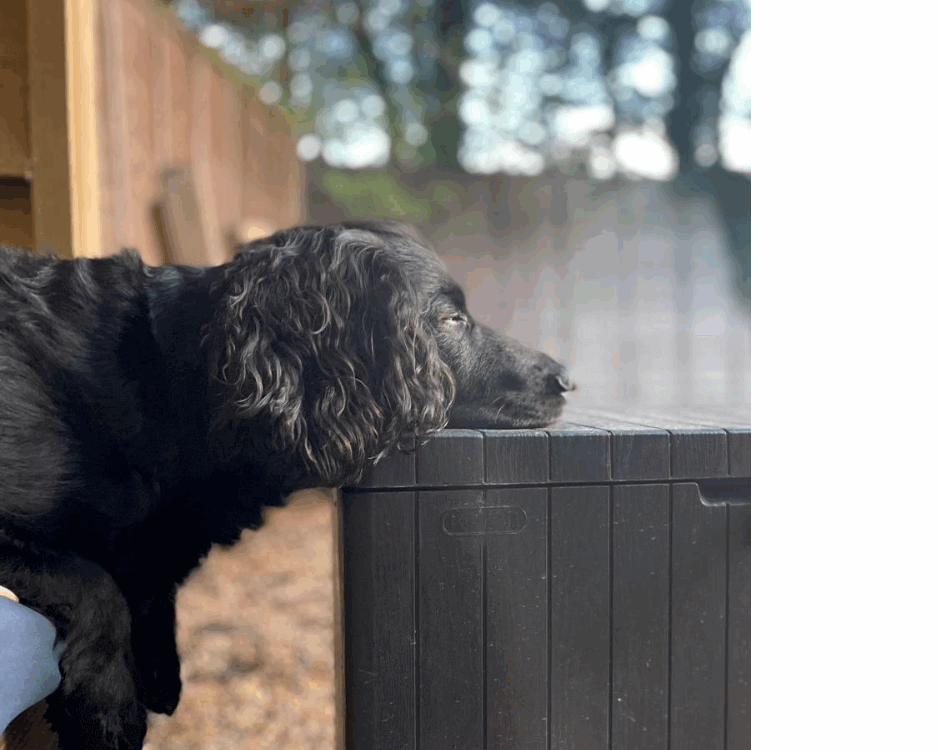 Dog Friendly Holidays