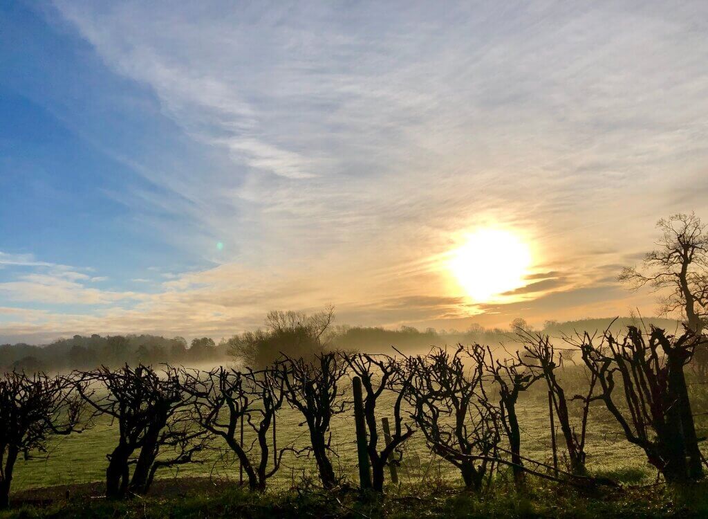 Wyken vineyards Suffolk