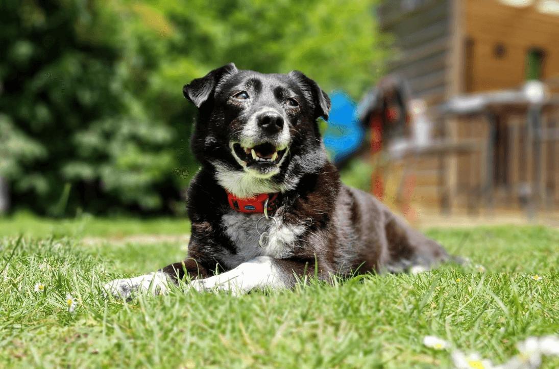 Safe Dog-friendly holidays in Suffolk