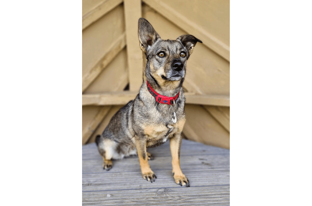 Safe dog-friendly holidays in Suffolk