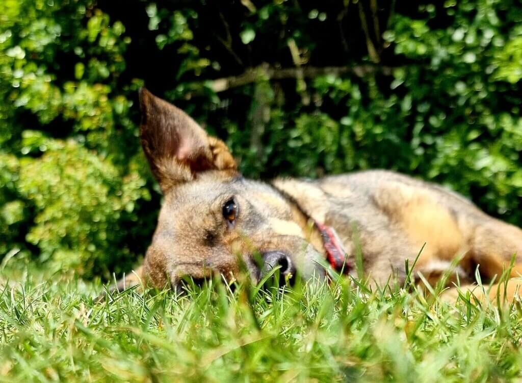 Dog-friendly holidays in Suffolk