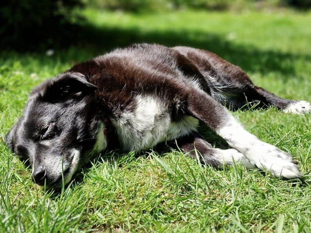 Dog-friendly holidays in Suffolk