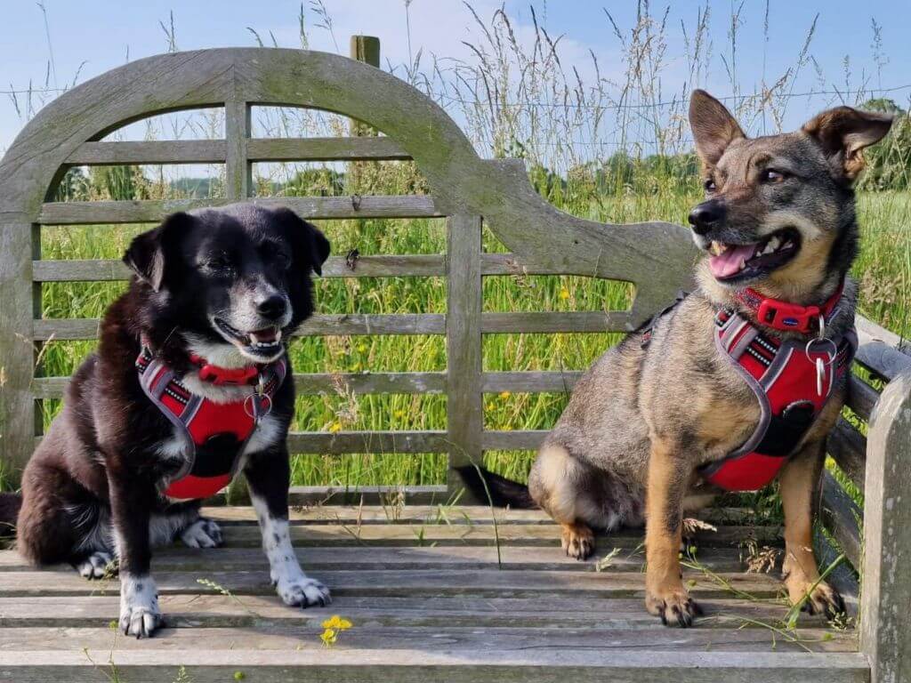 Dog-friendly holidays in Suffolk