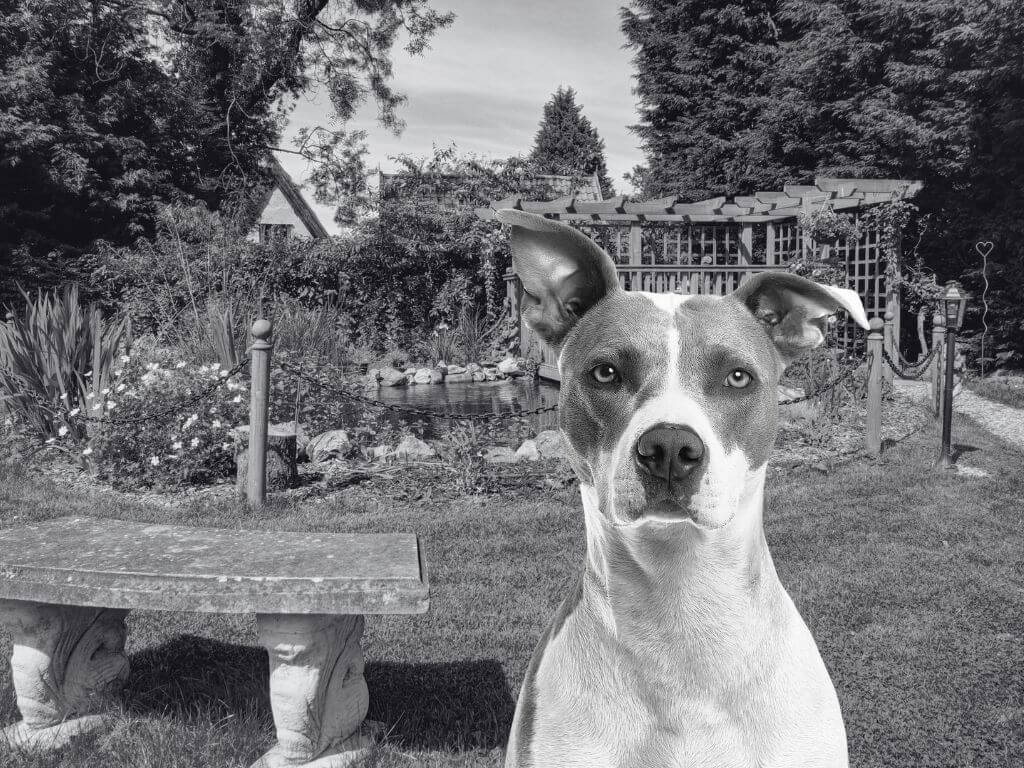 Female judgmental dogs