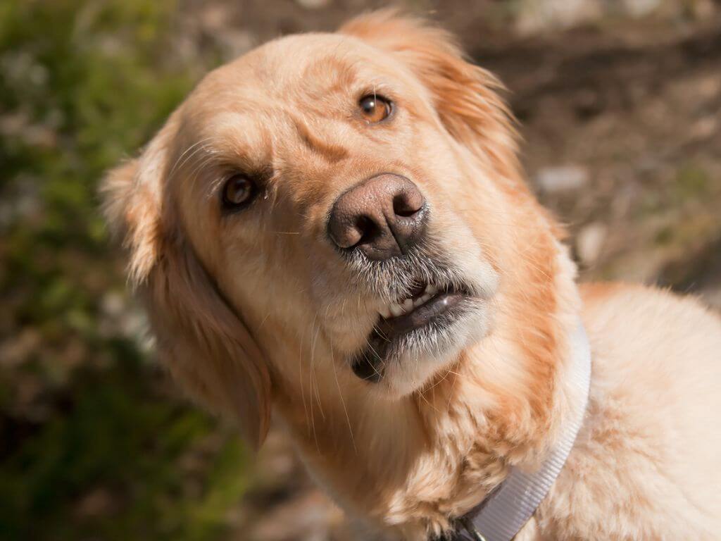 Female judgmental dogs