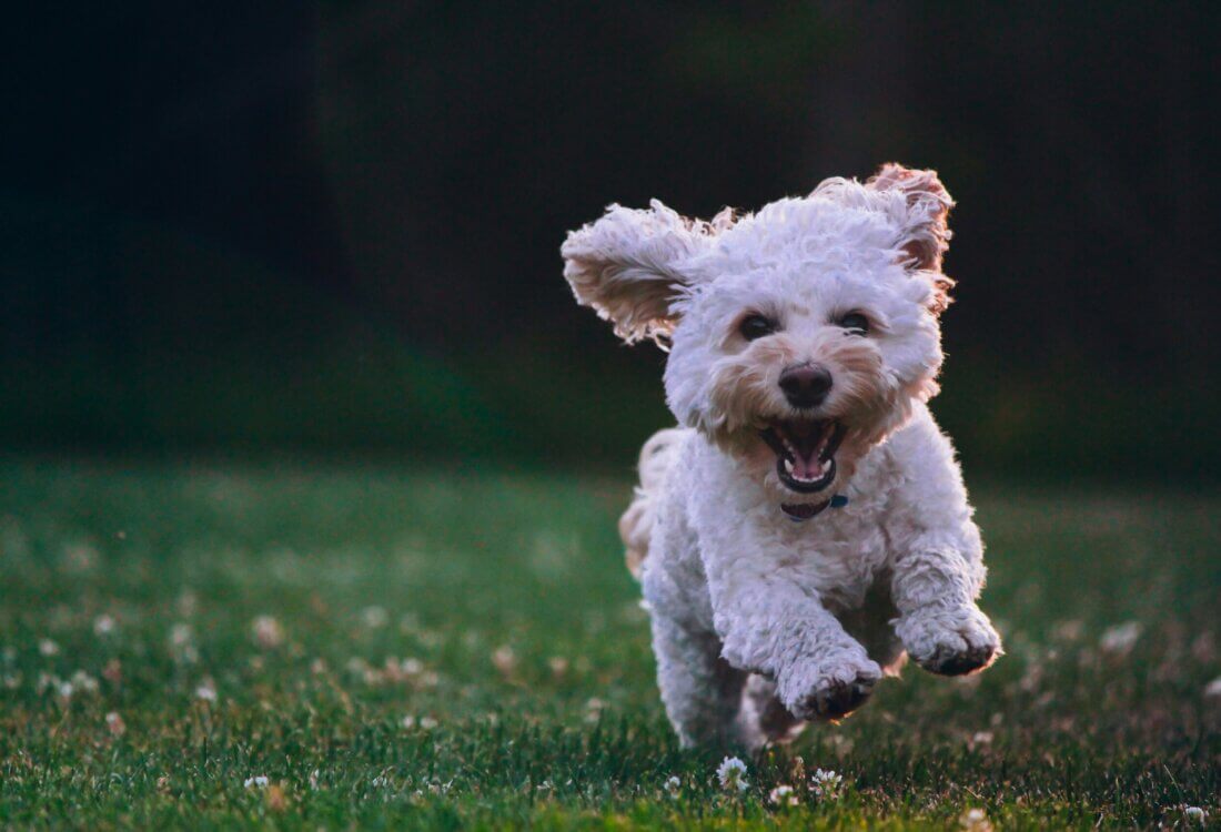 The Dog Holiday Expert Series