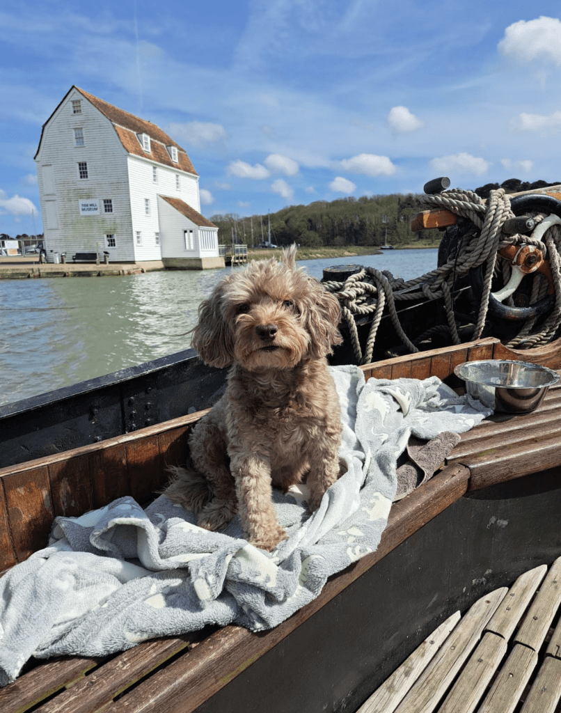 The Dog Holiday Expert Series