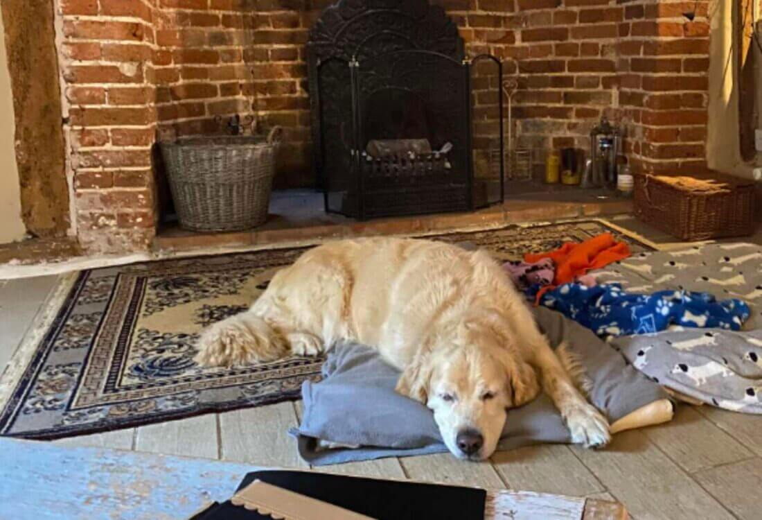 The Dog Holiday Expert Series