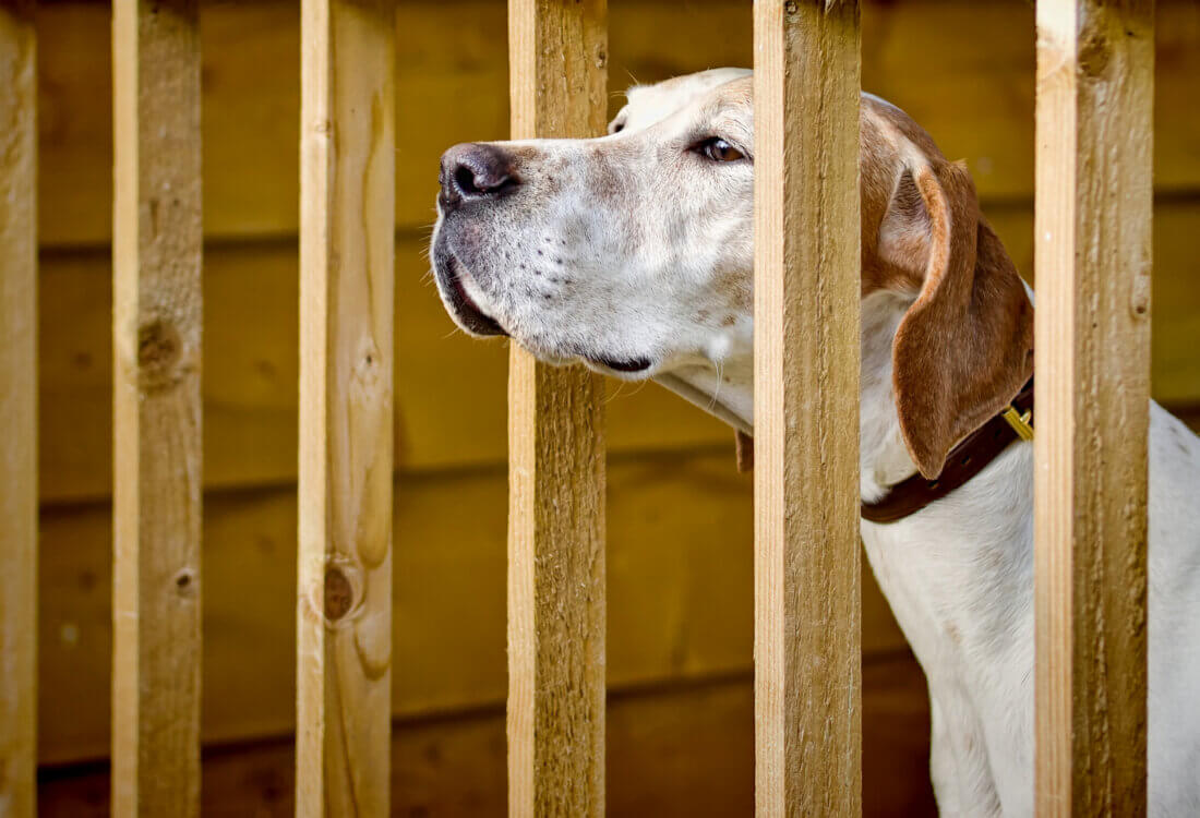 Dog-friendly or Dog-tolerant?