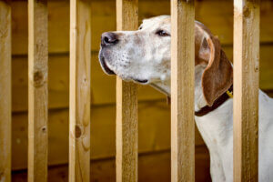 Dog-friendly or Dog-tolerant?